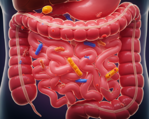 Leia mais sobre o artigo Como está a Saúde do Seu Intestino? Um Guia Completo para Avaliar e Melhorar Seu Bem-Estar Digestivo