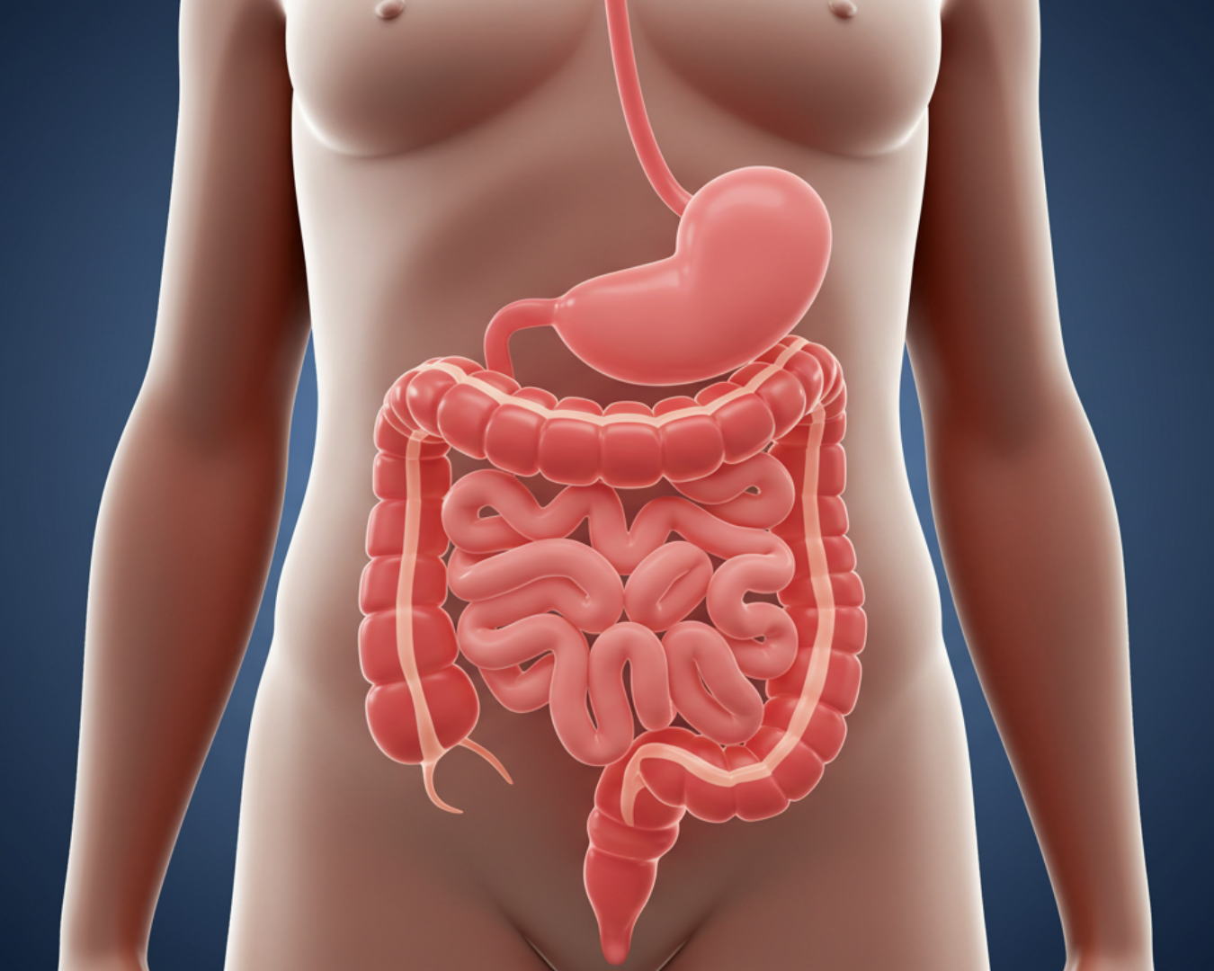 No momento, você está visualizando Alimentação para Síndrome do Intestino Irritável: O Que Comer e Evitar para Viver Melhor